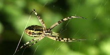 Araña cestera (Argiope bruennichi)