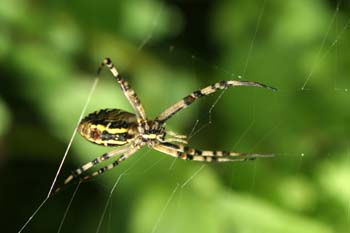 Araña cestera (Argiope bruennichi)