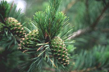 Pino negro - Piñas/Hojas (Pinus uncinata)