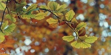 Haya - Hoja (Fagus silvatica)