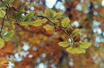 Haya - Hoja (Fagus silvatica)