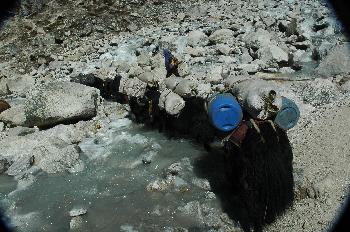 Yaks cargando equipo de una expedición