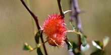 Agalla del rosal (Diplolepis rosae)