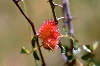 Agalla del rosal (Diplolepis rosae)