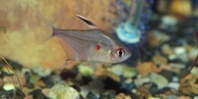 Corazón sangrante (Hiphesobrycon eritroestigma)