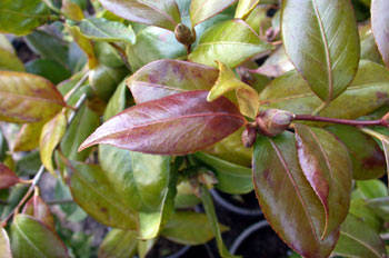 Planta, hojas (Camelia japonica)