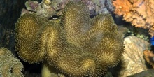 Coral seta (Sarcophyton sp.)