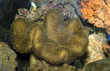 Coral seta (Sarcophyton sp.)