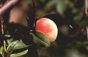 Melocotonero (Prunus persica)