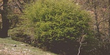 Espino majuelo - Porte (Crataegus monogyna)