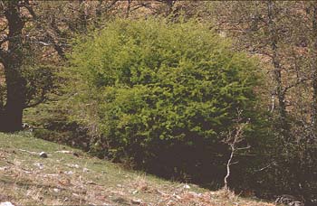 Espino majuelo - Porte (Crataegus monogyna)