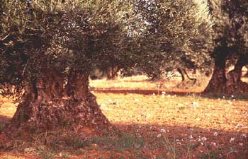 Olivo - Porte (Olea europaea)