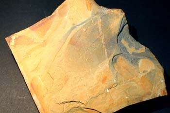 Glossopteris sp. (Conífera) Pérmico