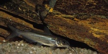 Pez gato (Ictalurus sp.)