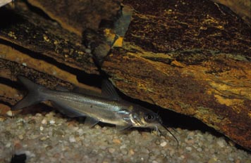 Pez gato (Ictalurus sp.)