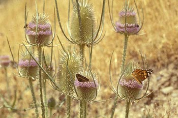 Nifálidos (Nymphalidae fam.)