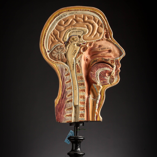 IES_CARDENALCISNEROS_ANATOMIA_MODELOS_073