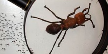 Hormiga a través de una lupa