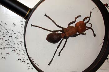 Hormiga a través de una lupa