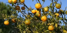 Naranjo amargo - Fruto (Citrus aurantium)
