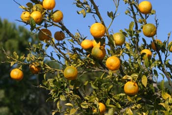 Naranjo amargo - Fruto (Citrus aurantium)
