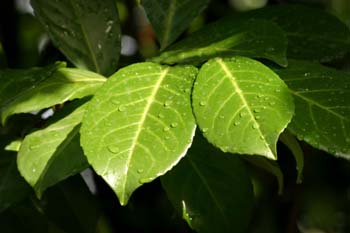 Lauroceraso - Hoja (Prunus laurocerasus)