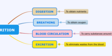 Mind map Nutrition 