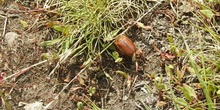 Escarabajo de junio Amphimallon solstitiale (Linnaeus, 1758)