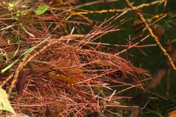 álamo negro - Raices (Populus nigra)