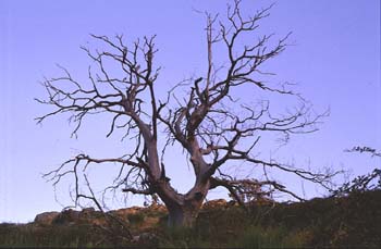 Castaño - árbol seco (Castanea sativa)