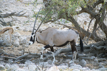 Orix, Namibia
