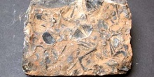 Tentaculites sp.(Gasterópodo) Devónico