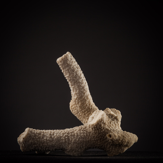 IES_SANISIDRO_BIOLOGIA_440