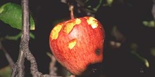 Manzano rojo (Malus x purpurea)