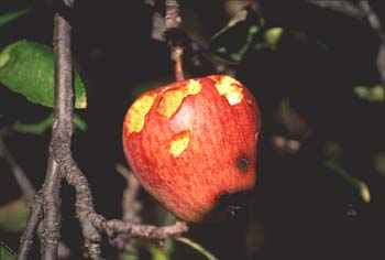 Manzano rojo (Malus x purpurea)