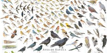Aves de España