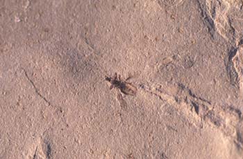 Chinche de campo (Insecto) Eoceno