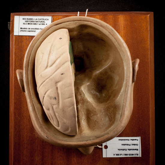 IES_ISABELLACATOLICA_ANATOMIA_029