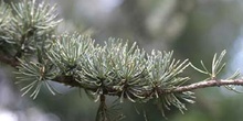 Cedro del Atlas - Hojas (Cedrus atlantica)