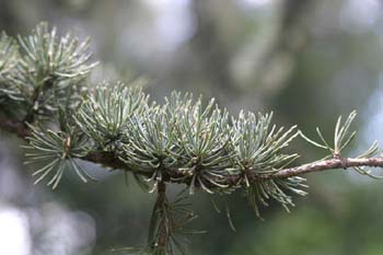 Cedro del Atlas - Hojas (Cedrus atlantica)