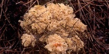 Seta coliflor (sparassis crispa)