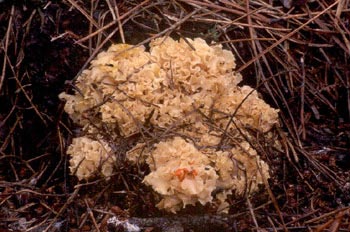 Seta coliflor (sparassis crispa)