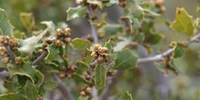 Coscoja / carrasca - Hoja (Quercus coccifera)