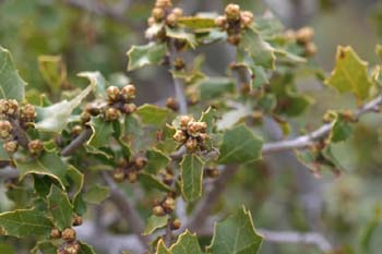 Coscoja / carrasca - Hoja (Quercus coccifera)