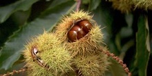 Castaño - Semilla (Castanea sativa)