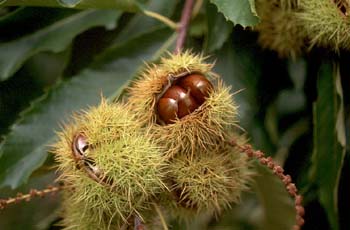 Castaño - Semilla (Castanea sativa)