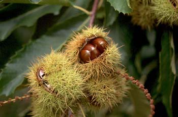 Castaño - Semilla (Castanea sativa)