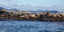 Leones marinos, Costa Esquimalt, Victoria