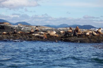 Leones marinos, Costa Esquimalt, Victoria