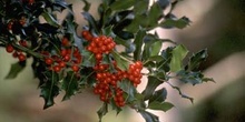 Acebo - Fruto (Ilex aquifolium)